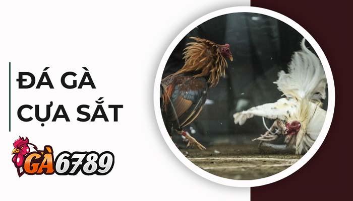 Giới thiệu đá gà cựa sắt tại GA6789