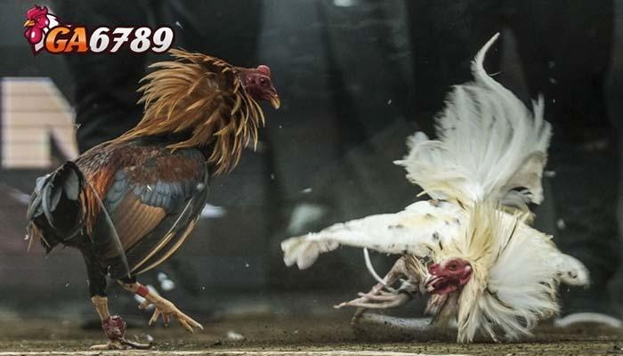 Luật chơi đá gà cựa sắt tại Đá Gà GA6789